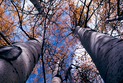 Aspens
